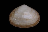 藏品(中華尖峰蛤)的圖片